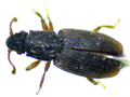 Monotoma picipes